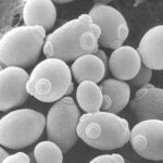 Saccharomyces: i microrganismi buoni!