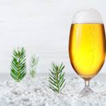 spruce beer