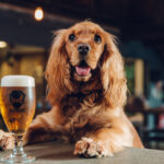 brewdog-pawty-social